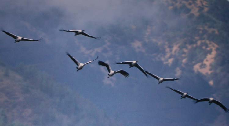 Black Necked Cranes in Tashi Yangtse