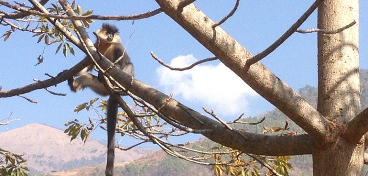 Golden-Langur-Bhutan-Endangered-Species