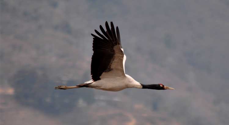 Black necked cranes in Tashi Yangtse