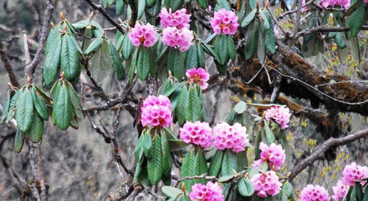 Bhutan is home to about 46 species of Rhododendron