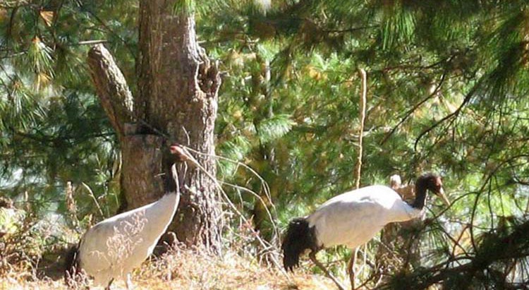 The black-necked cranes migrate to Bhutan in winter