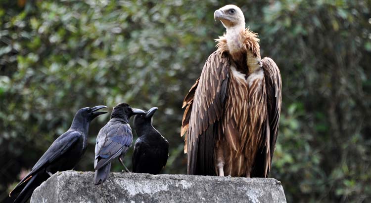 Vulture and crows